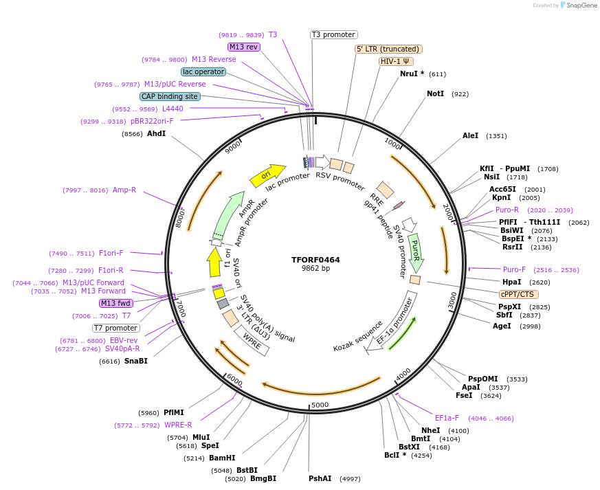 142633-plasmid-map-sequence-id-397748