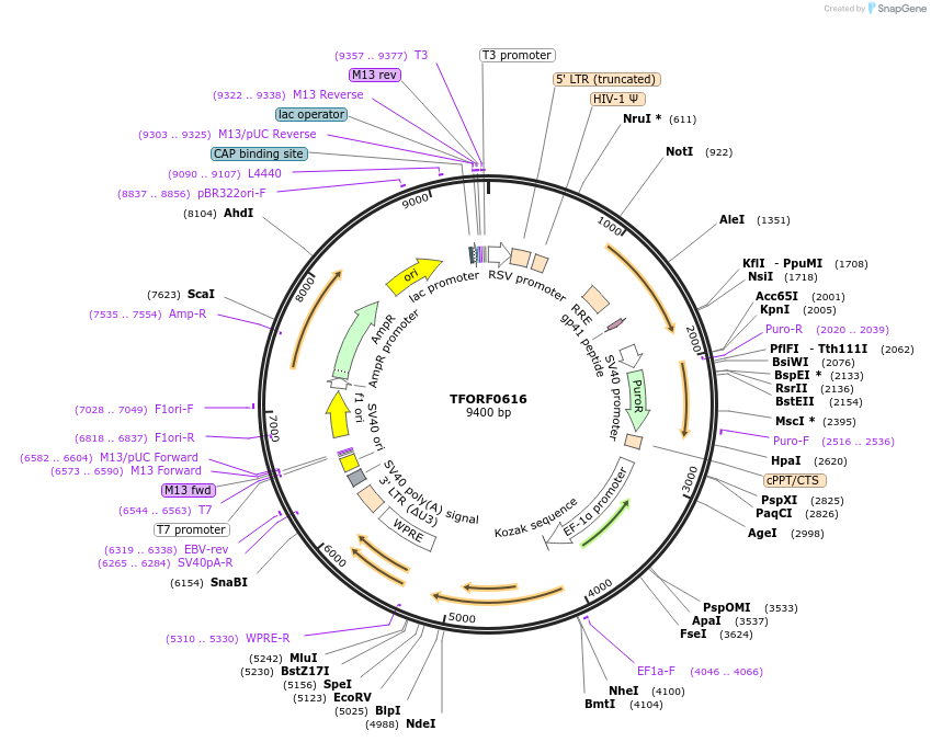 142663-plasmid-map-sequence-id-397749