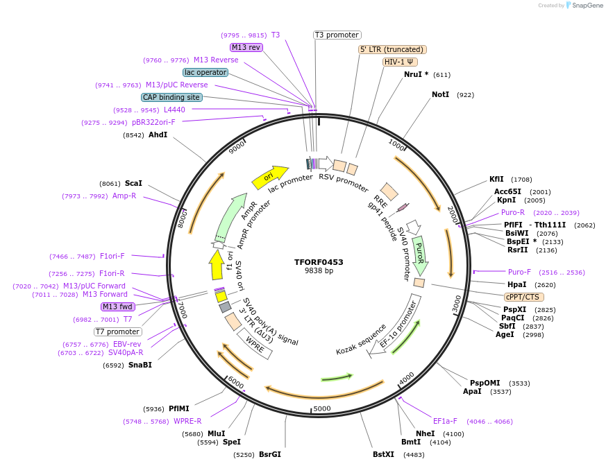 142628-plasmid-map-sequence-id-397753
