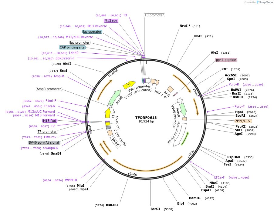 142661-plasmid-map-sequence-id-397754