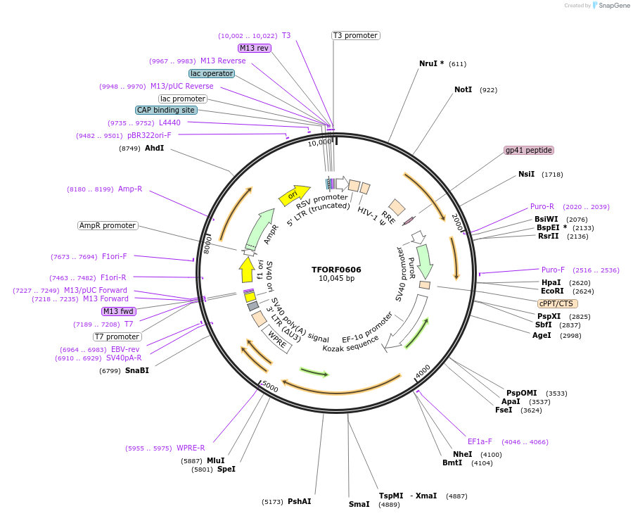 142658-plasmid-map-sequence-id-397757