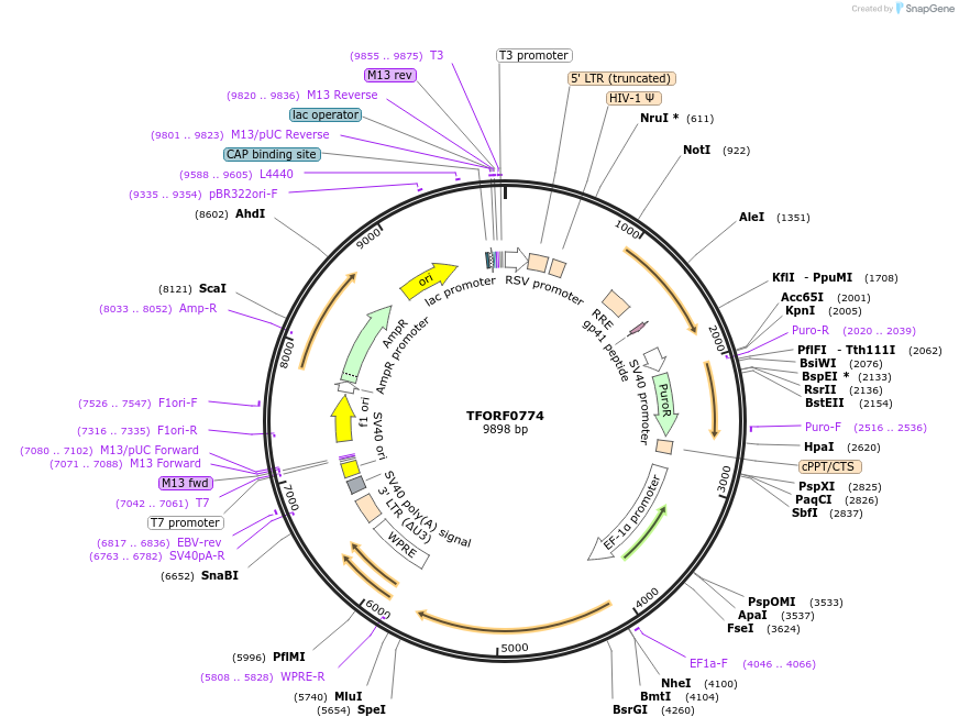142688-plasmid-map-sequence-id-397760