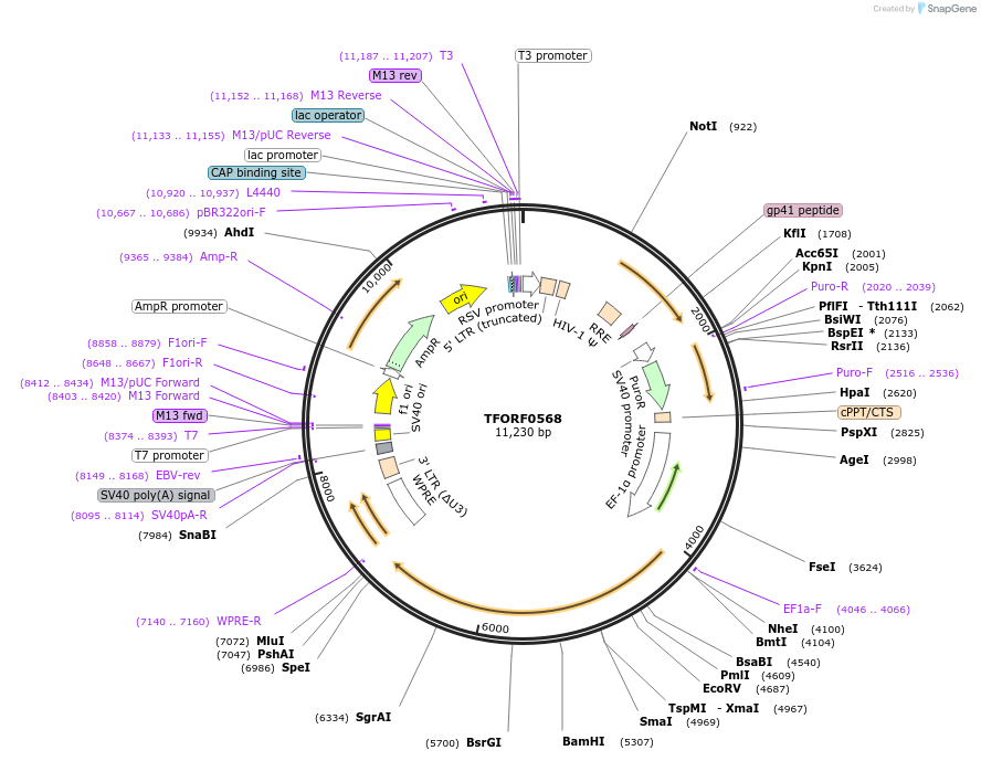 142647-plasmid-map-sequence-id-397763