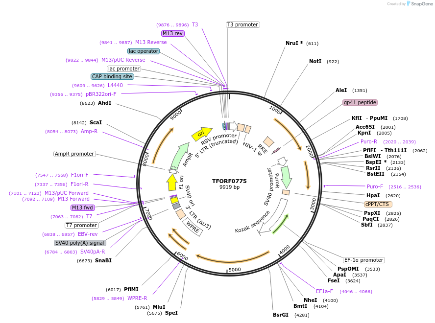 142689-plasmid-map-sequence-id-397766