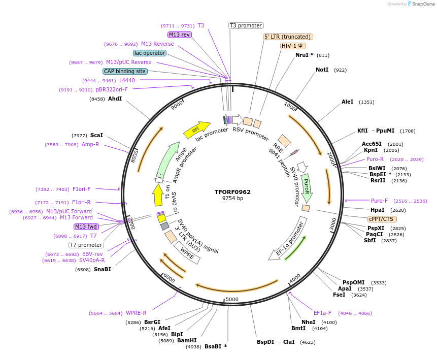 142712-plasmid-map-sequence-id-397768