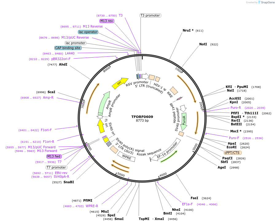 142660-plasmid-map-sequence-id-397770
