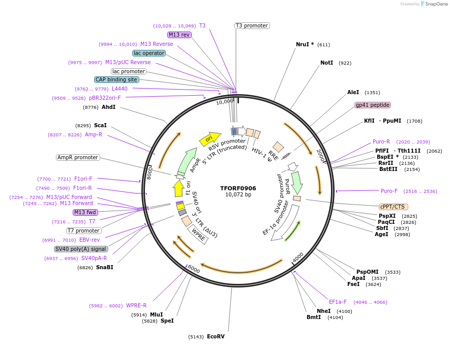 142709-plasmid-map-sequence-id-397771