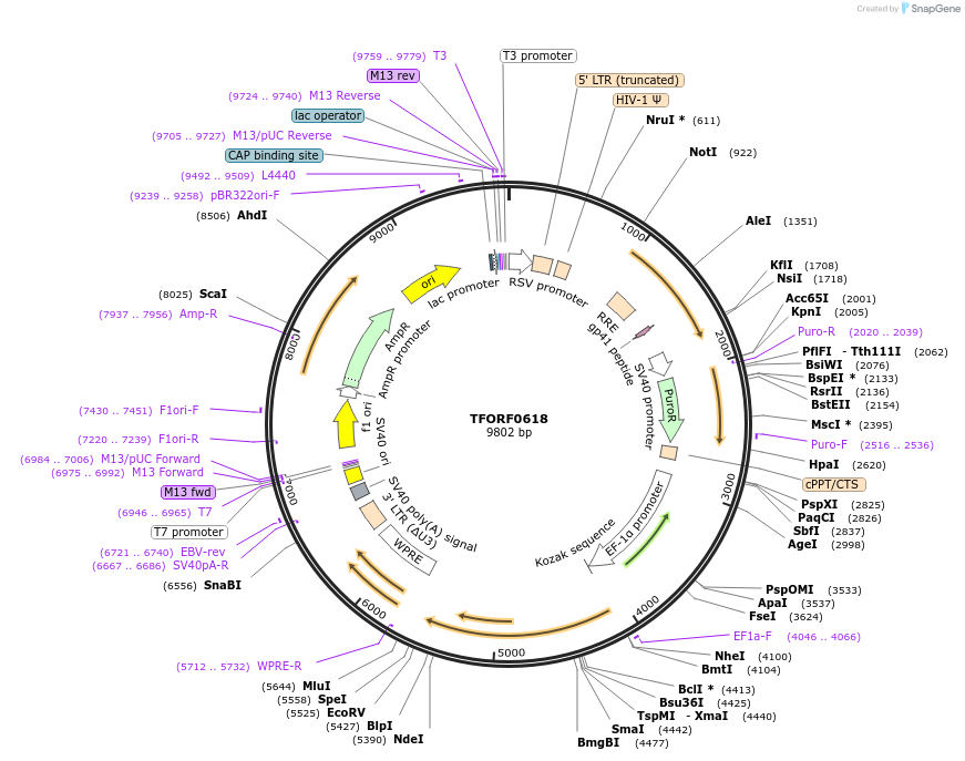 142665-plasmid-map-sequence-id-397774