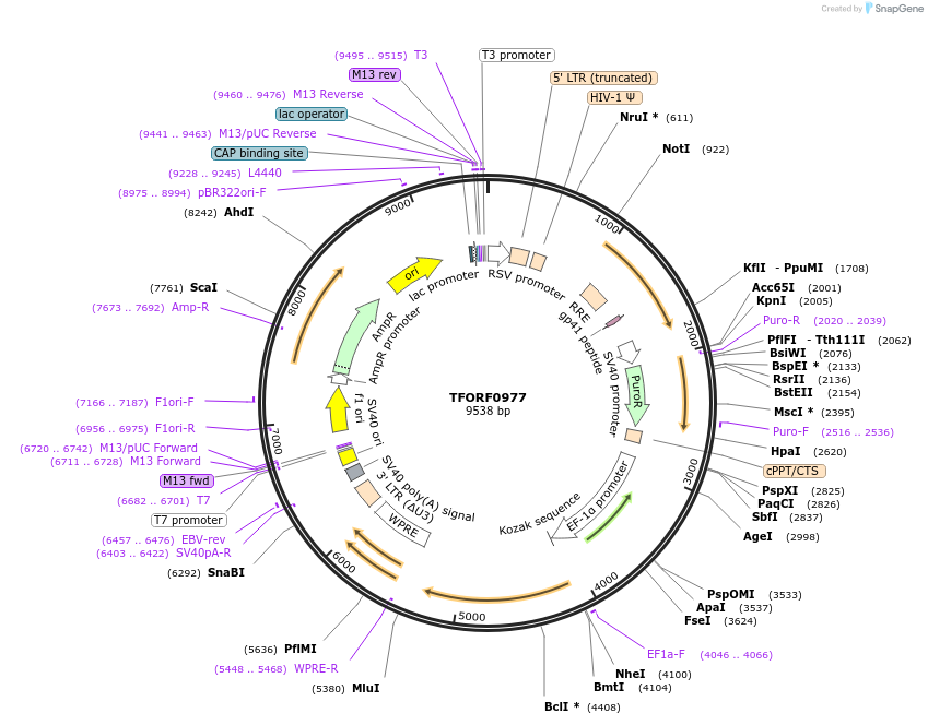 142714-plasmid-map-sequence-id-397776