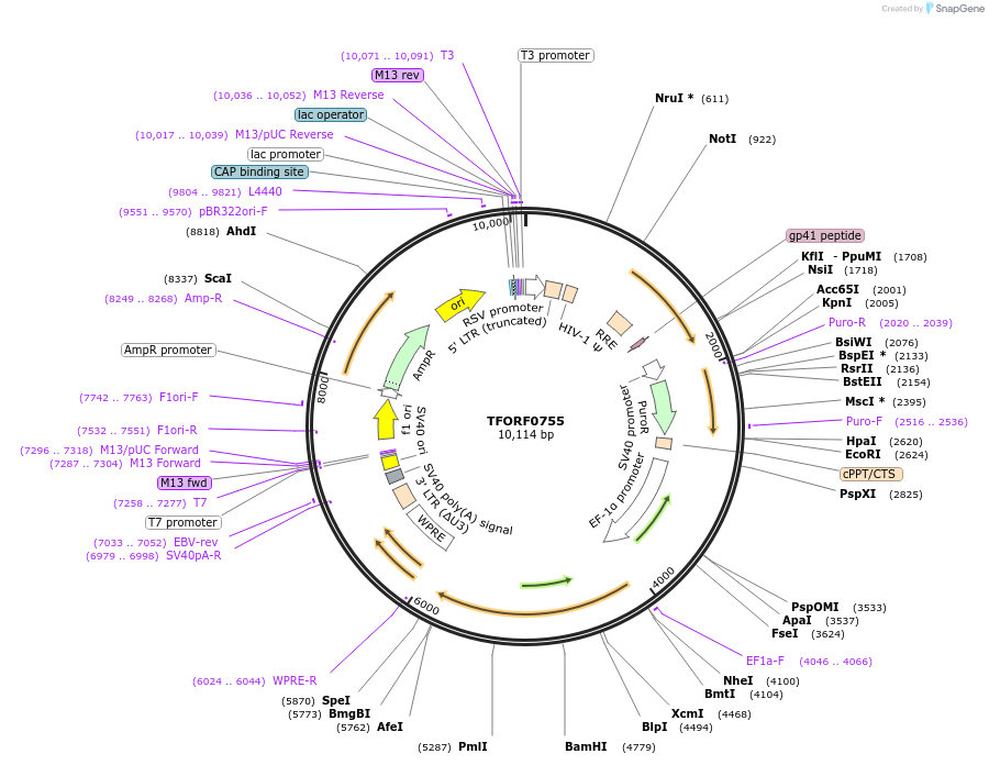 142684-plasmid-map-sequence-id-397777