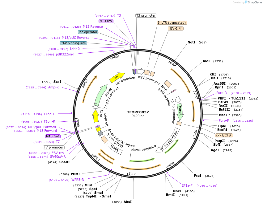 142697-plasmid-map-sequence-id-397782