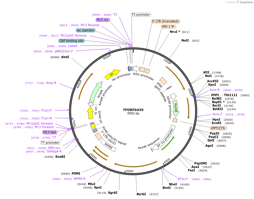 142623-plasmid-map-sequence-id-397783