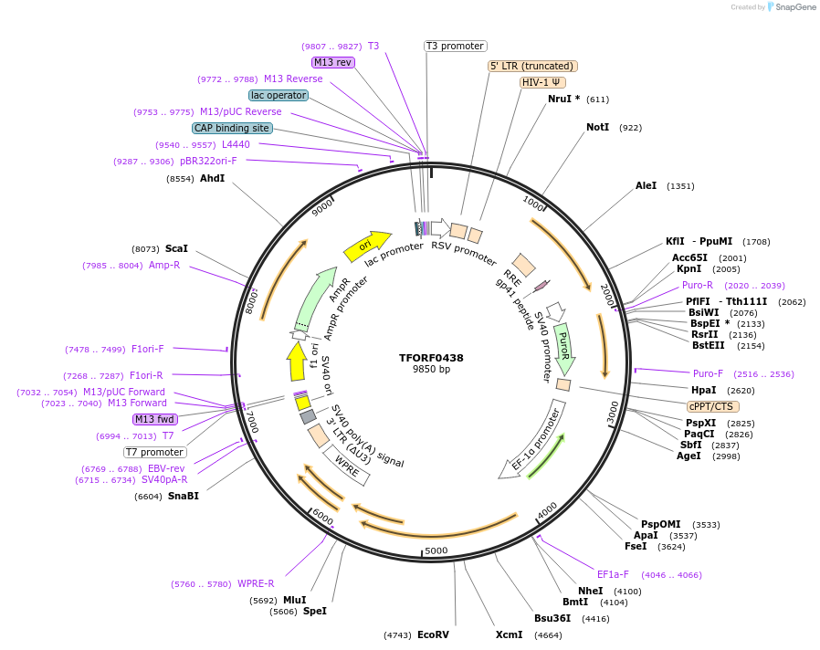 142624-plasmid-map-sequence-id-397784