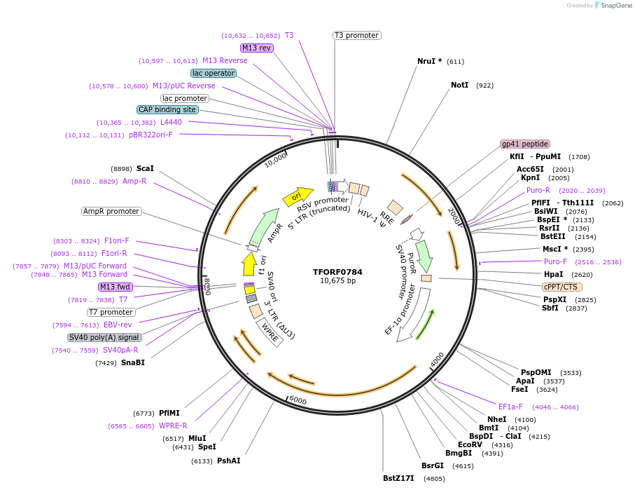 142690-plasmid-map-sequence-id-397789