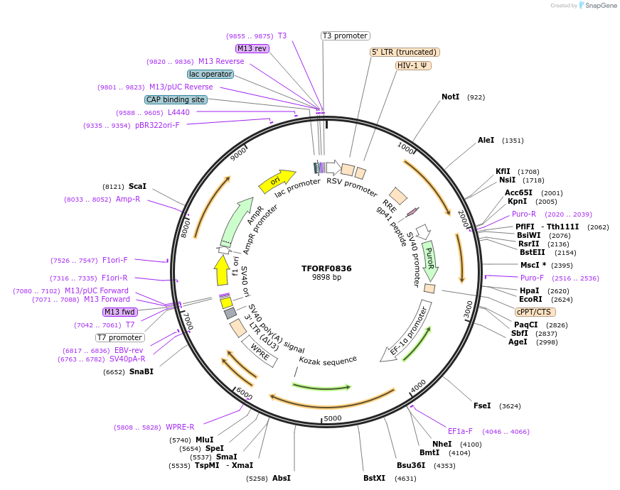 142696-plasmid-map-sequence-id-397790