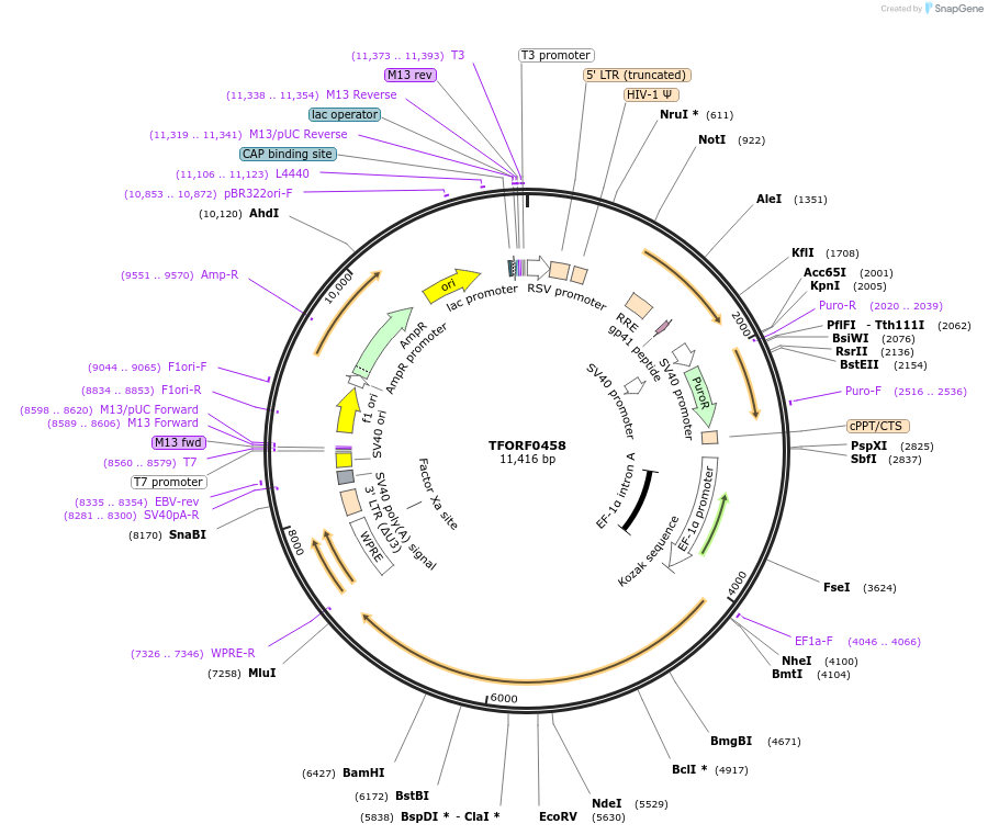 142630-plasmid-map-sequence-id-397793