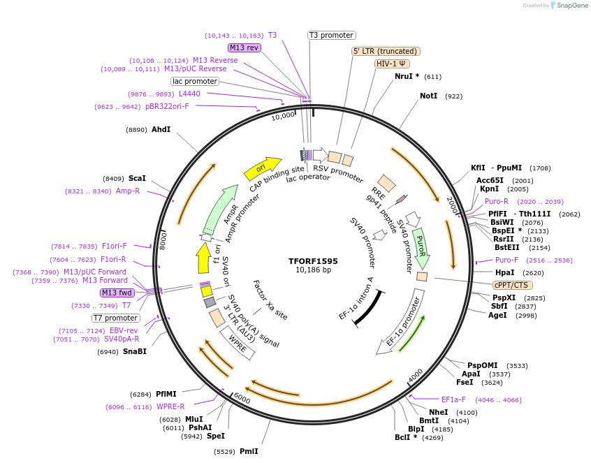143136-plasmid-map-sequence-id-397797