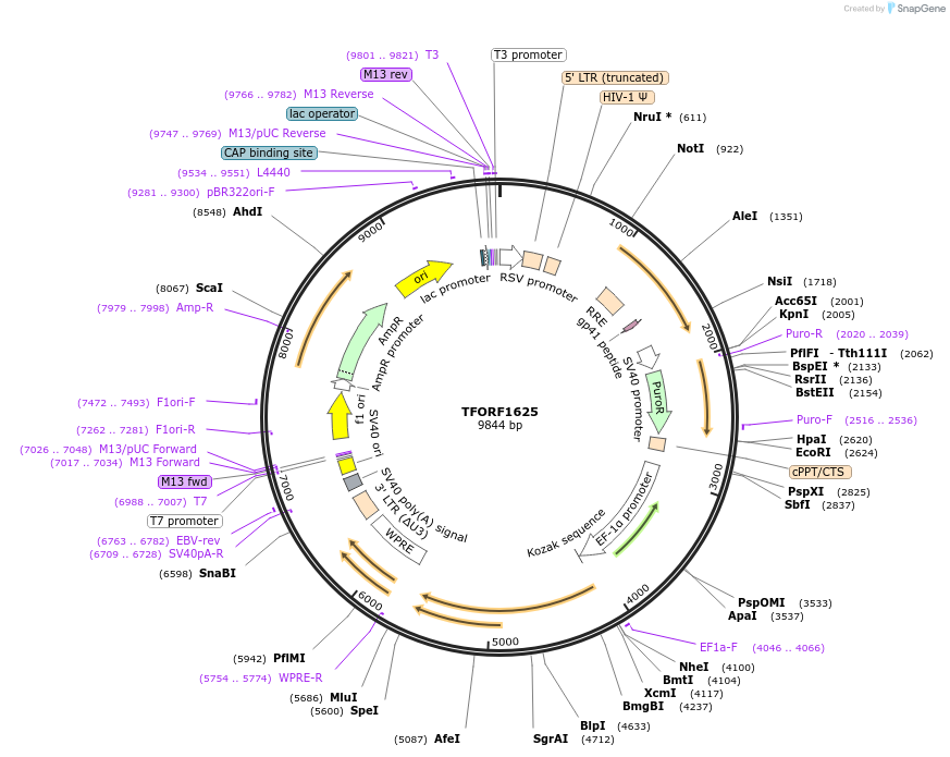 143143-plasmid-map-sequence-id-397798