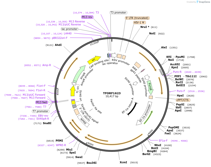 143142-plasmid-map-sequence-id-397807
