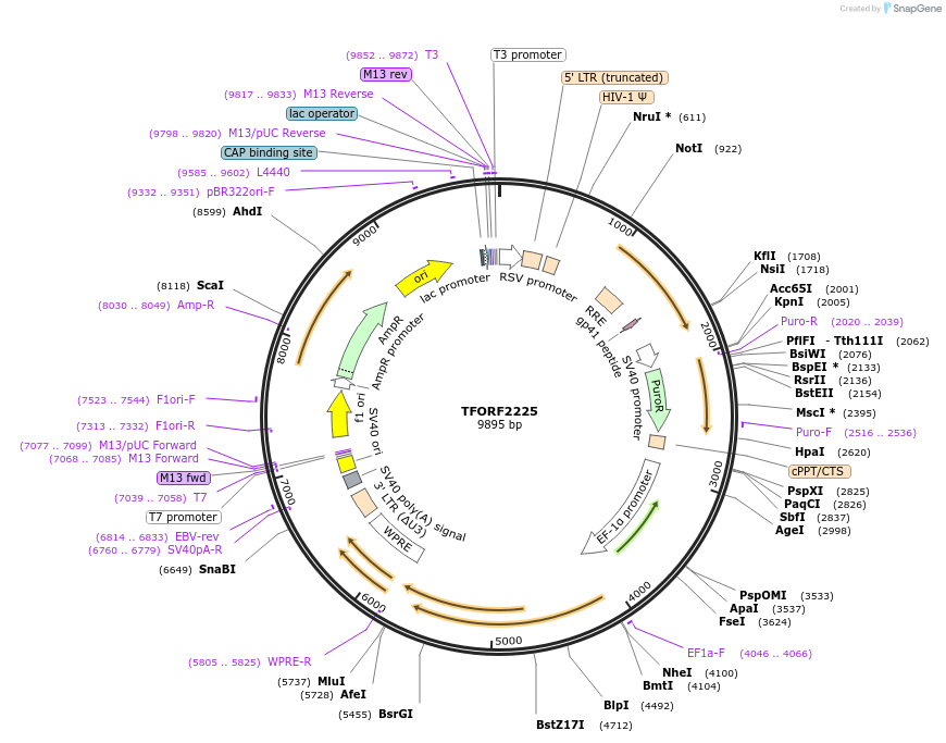 143179-plasmid-map-sequence-id-397811