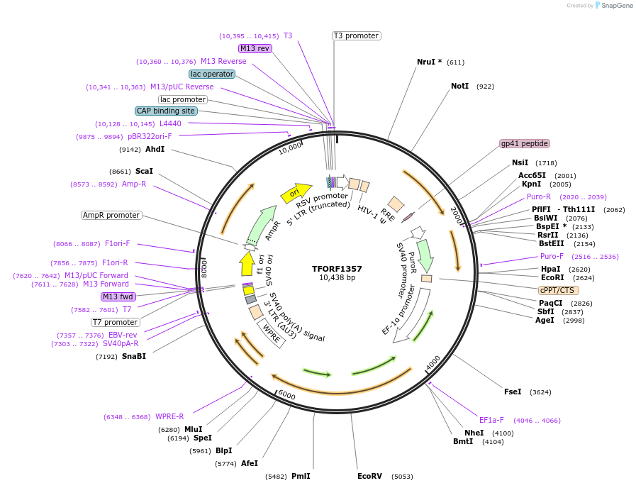 143101-plasmid-map-sequence-id-397812