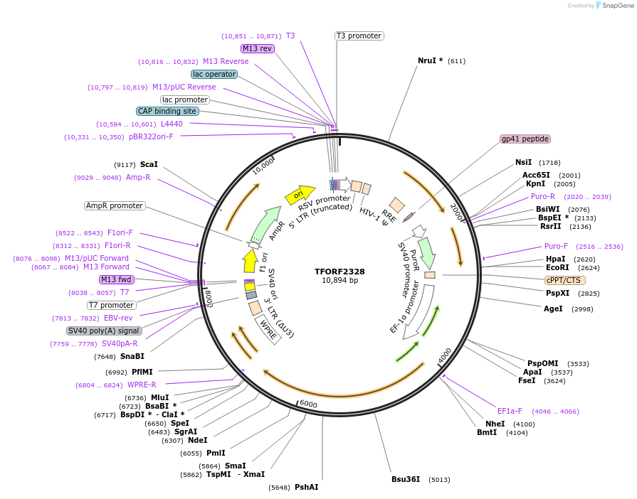 143185-plasmid-map-sequence-id-397816
