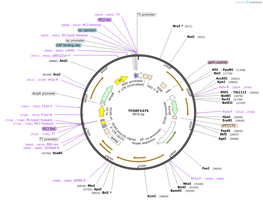 143187-plasmid-map-sequence-id-397825
