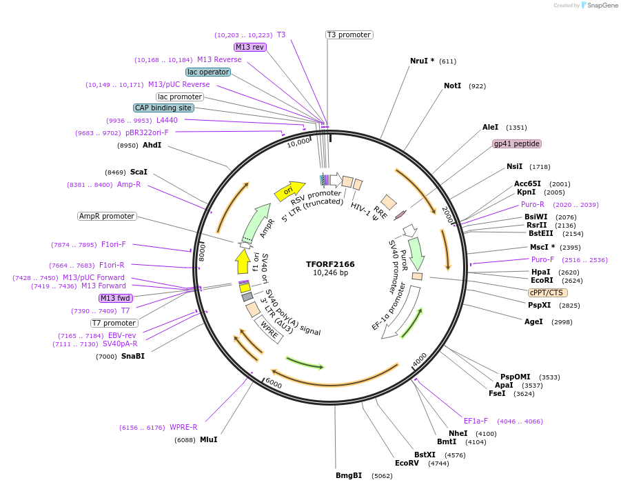 143176-plasmid-map-sequence-id-397827