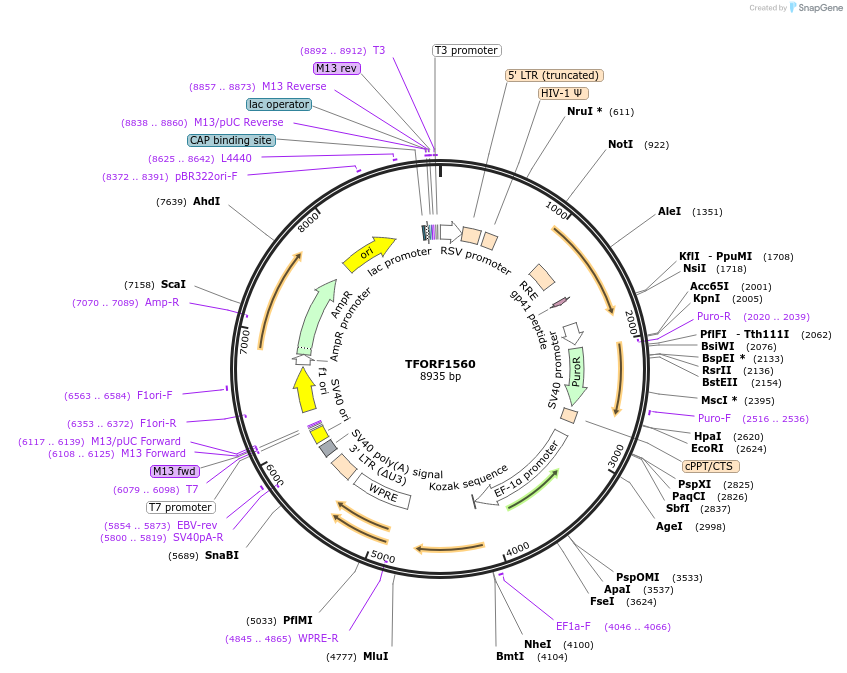 143132-plasmid-map-sequence-id-397828