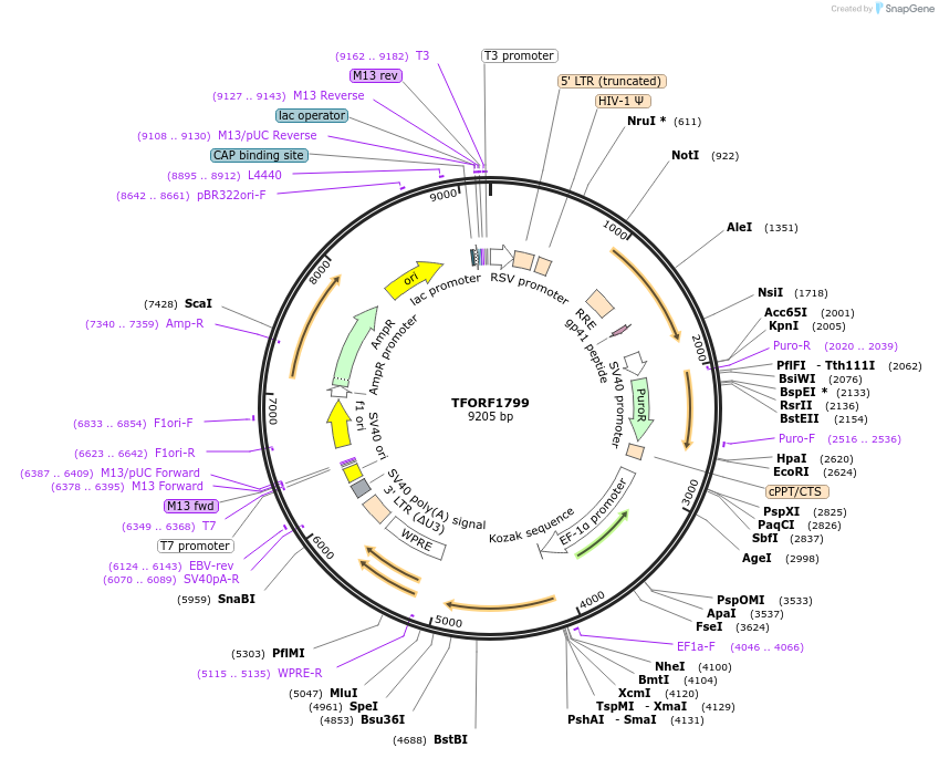 143157-plasmid-map-sequence-id-397829