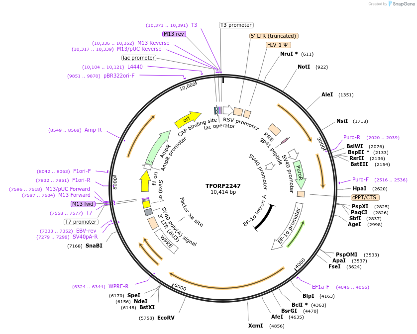 143183-plasmid-map-sequence-id-397831