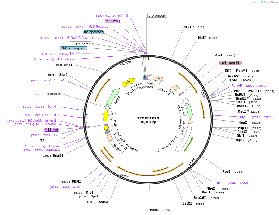 143145-plasmid-map-sequence-id-397833