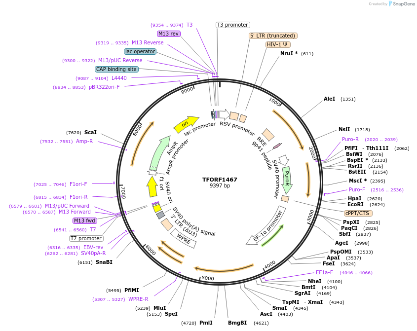143120-plasmid-map-sequence-id-397834