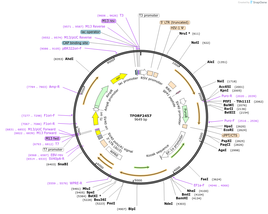 143189-plasmid-map-sequence-id-397835