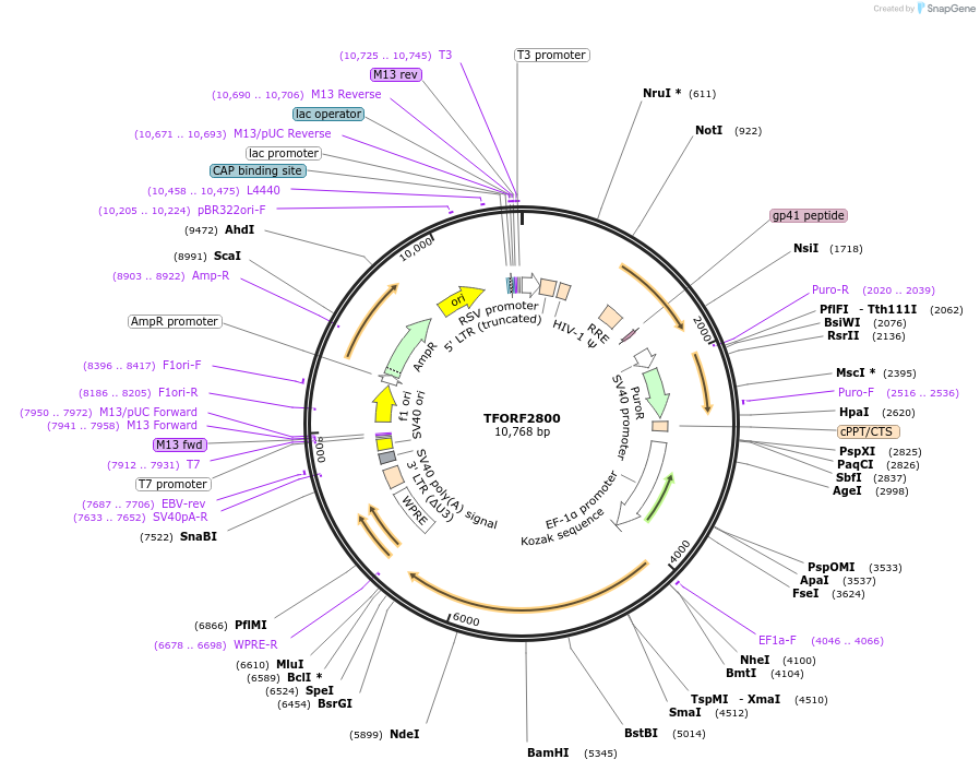 143194-plasmid-map-sequence-id-397837