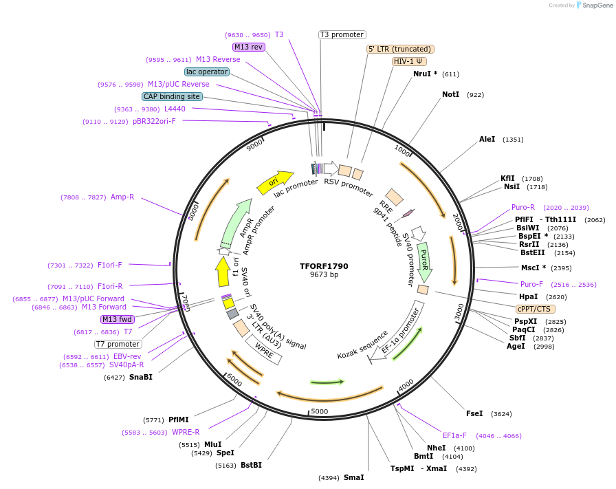 143156-plasmid-map-sequence-id-397839