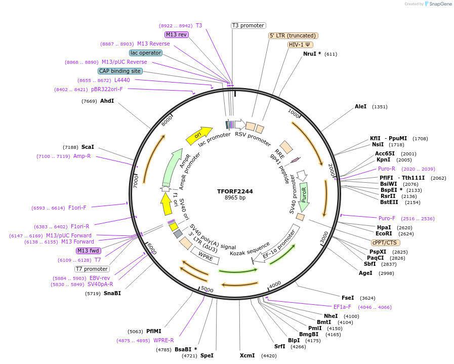 143182-plasmid-map-sequence-id-397841