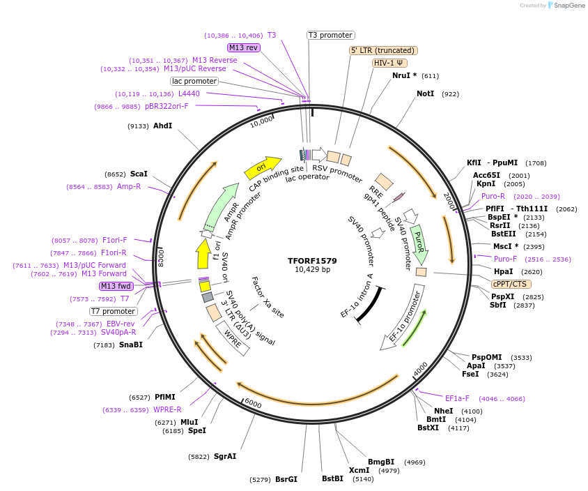 143135-plasmid-map-sequence-id-397845