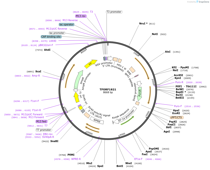 143158-plasmid-map-sequence-id-397846