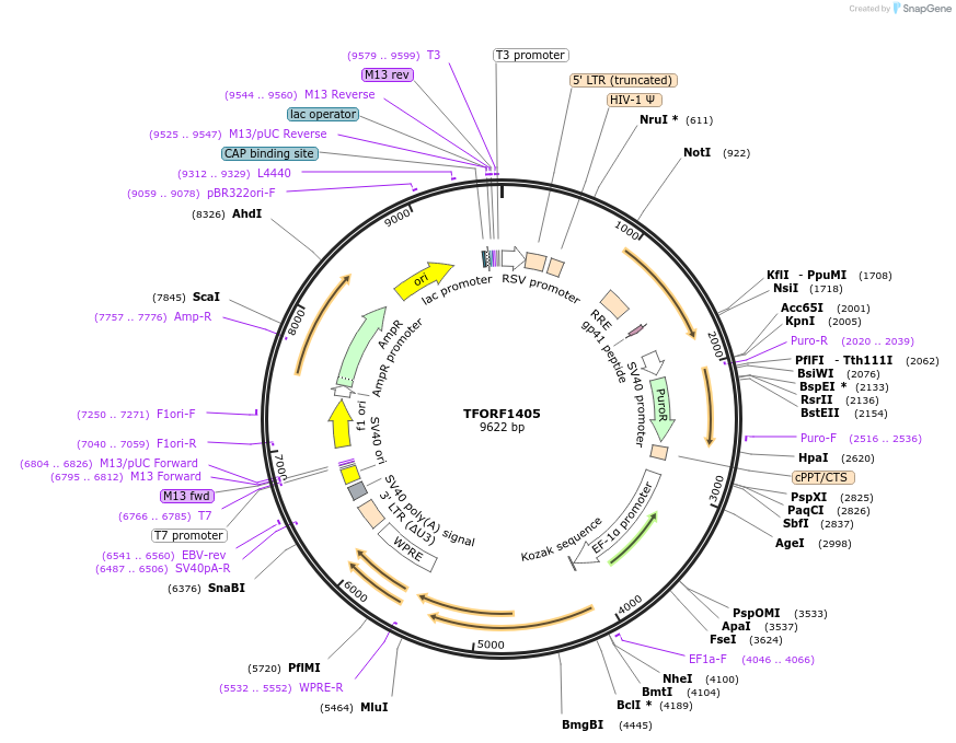 143109-plasmid-map-sequence-id-397847