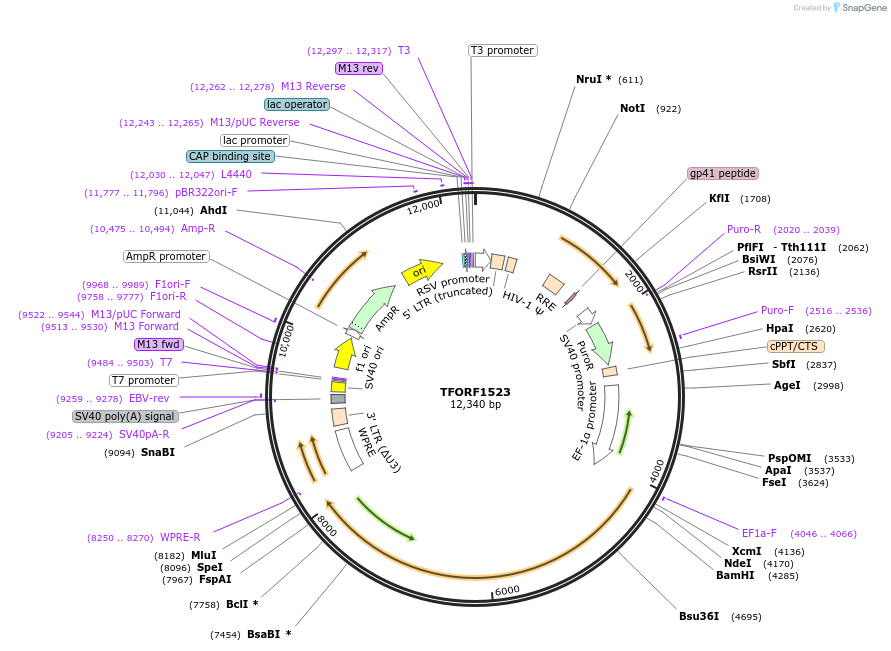 143127-plasmid-map-sequence-id-397850