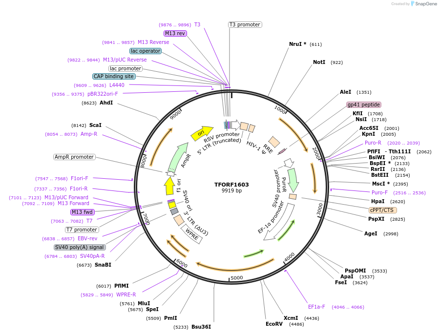 143140-plasmid-map-sequence-id-397855