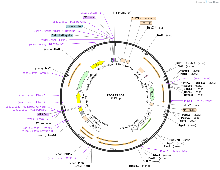 143108-plasmid-map-sequence-id-397863