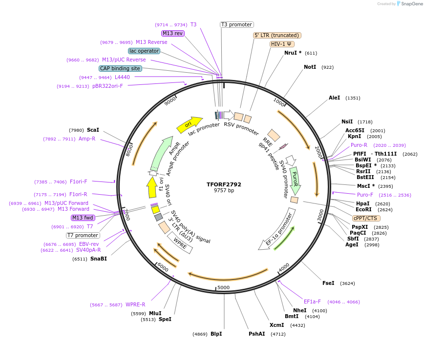 143193-plasmid-map-sequence-id-397865