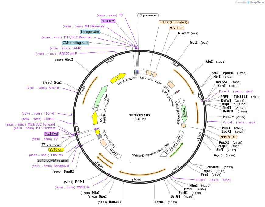 143481-plasmid-map-sequence-id-397869