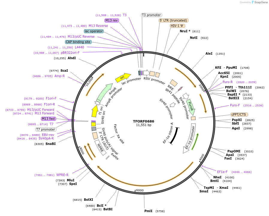 143429-plasmid-map-sequence-id-397872