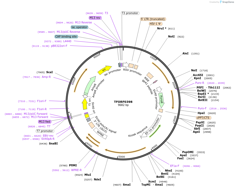 143403-plasmid-map-sequence-id-397873