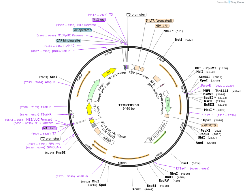143411-plasmid-map-sequence-id-397876