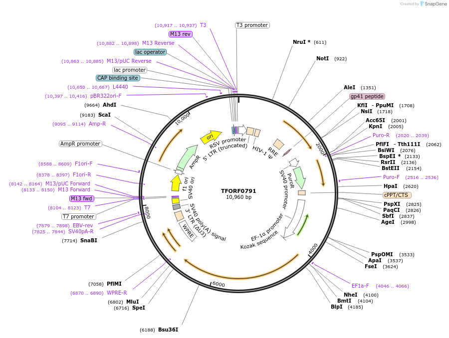 143440-plasmid-map-sequence-id-397879