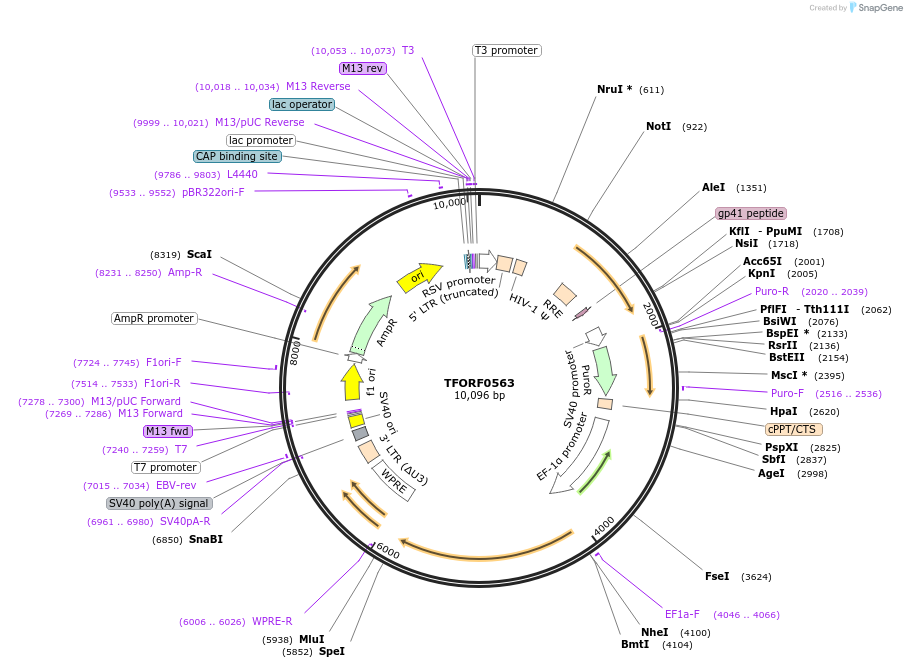 143416-plasmid-map-sequence-id-397897